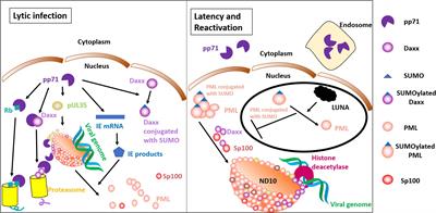 Frontiers Human Cytomegalovirus Primary Infection And Reactivation